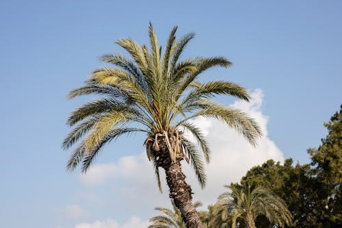 Free Green Palm Tree Under Blue Sky Stock Photo