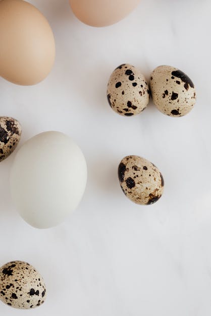 How to tell when chicken eggs are fertilized