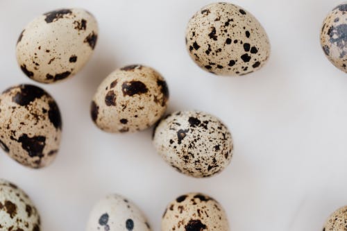 無料 ウズラの卵, 割れ物注意, 卵の殻の無料の写真素材 写真素材