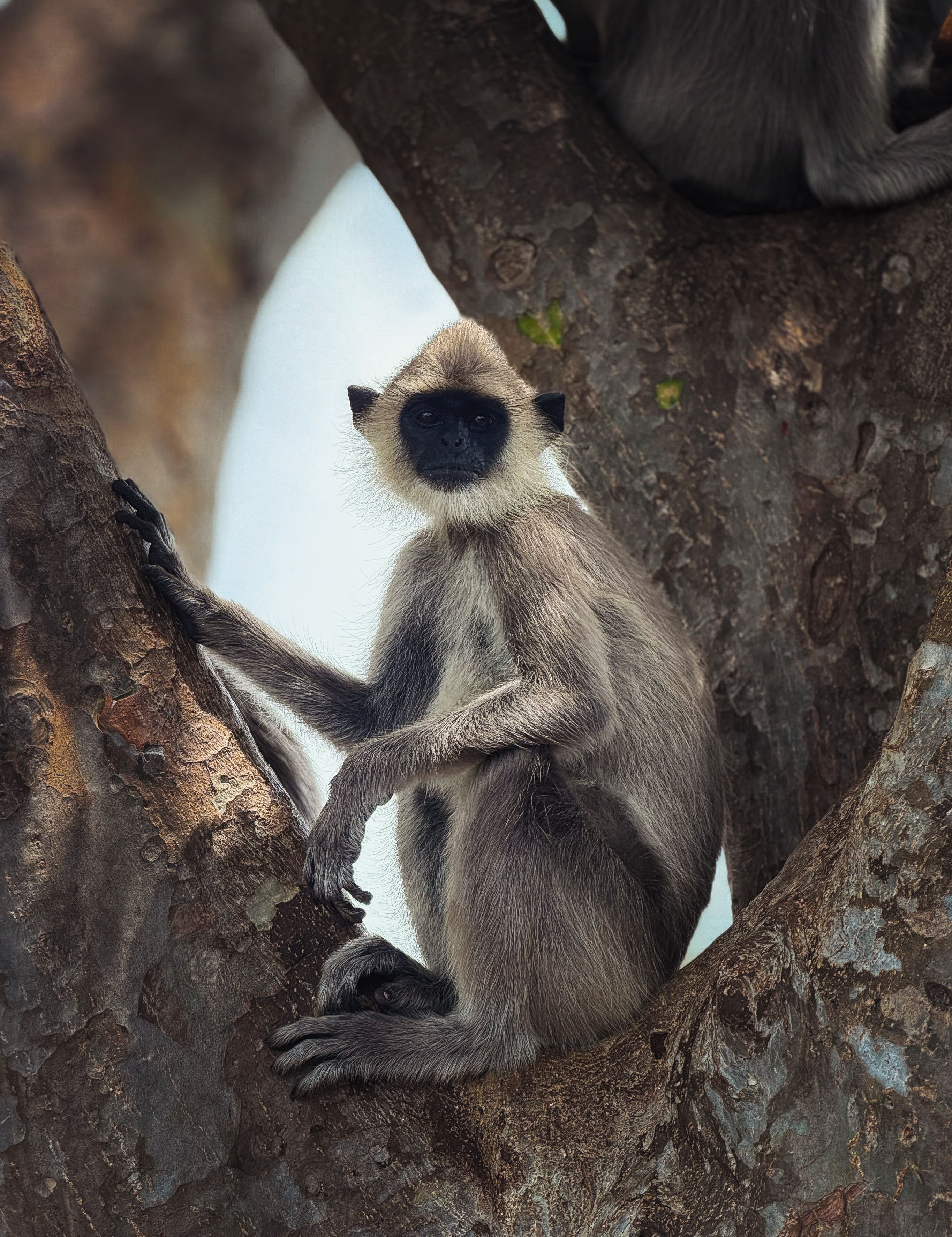 Gray Langur Monkey Resting on Tree in Sri Lanka · Free Stock Photo