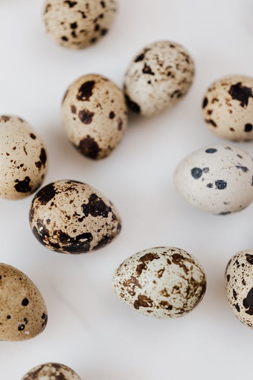 Close-Up Photo Of Quail Eggs
