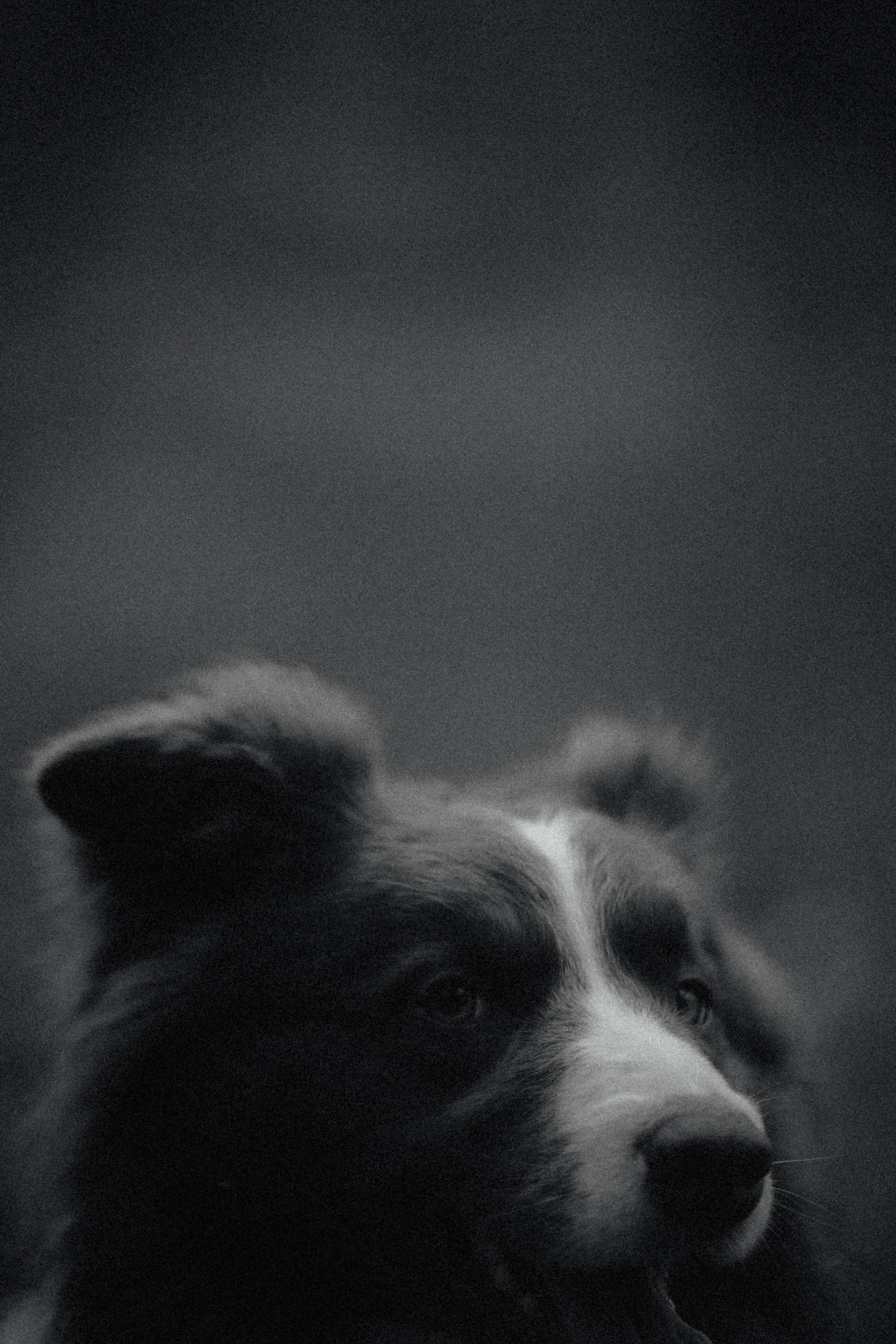 Moody Black and White Border Collie Portrait · Free Stock Photo