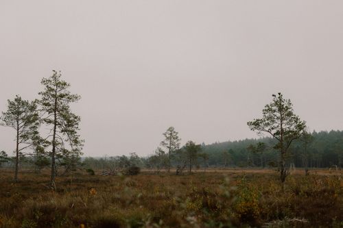 Free Peaceful autumn scene of sparse pine trees in a misty open field. Stock Photo