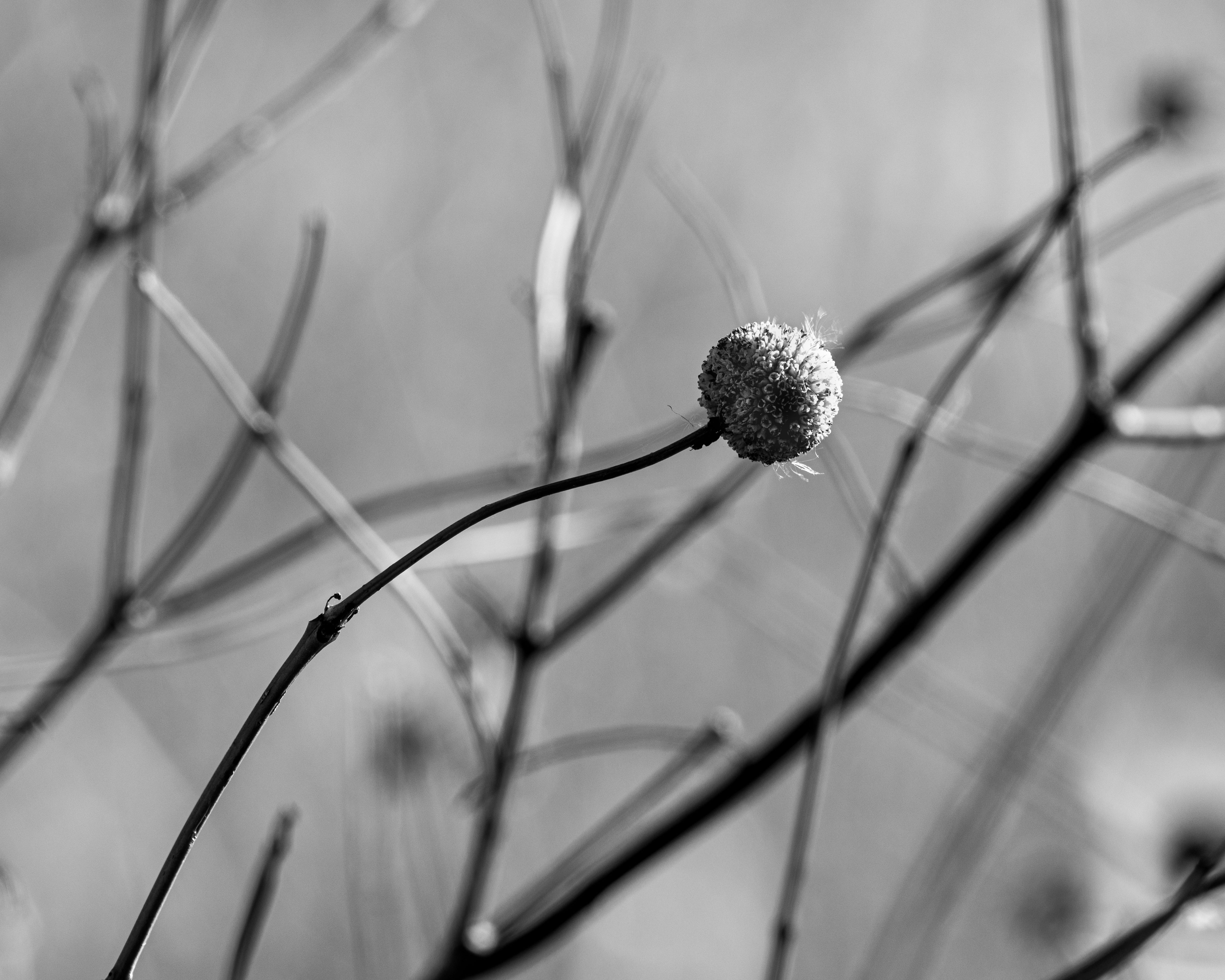 Black and White Minimalist Nature Photography · Free Stock Photo
