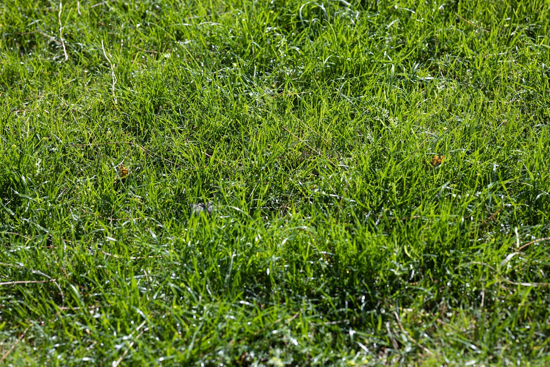 Photograph of Green Grass on the Ground
