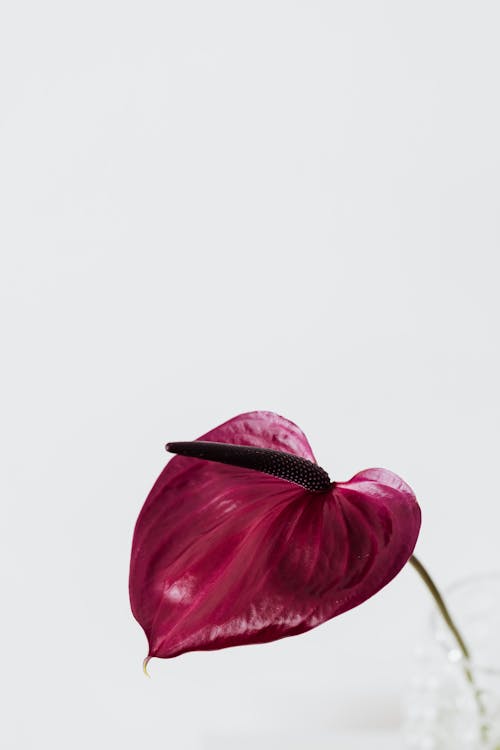 From above of vivid dark violet flower placed in glass vase against gray background in studio