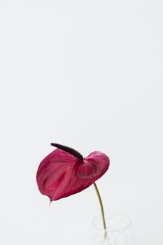红掌花在纯白背景映衬下，特写镜头尽显其自然之美