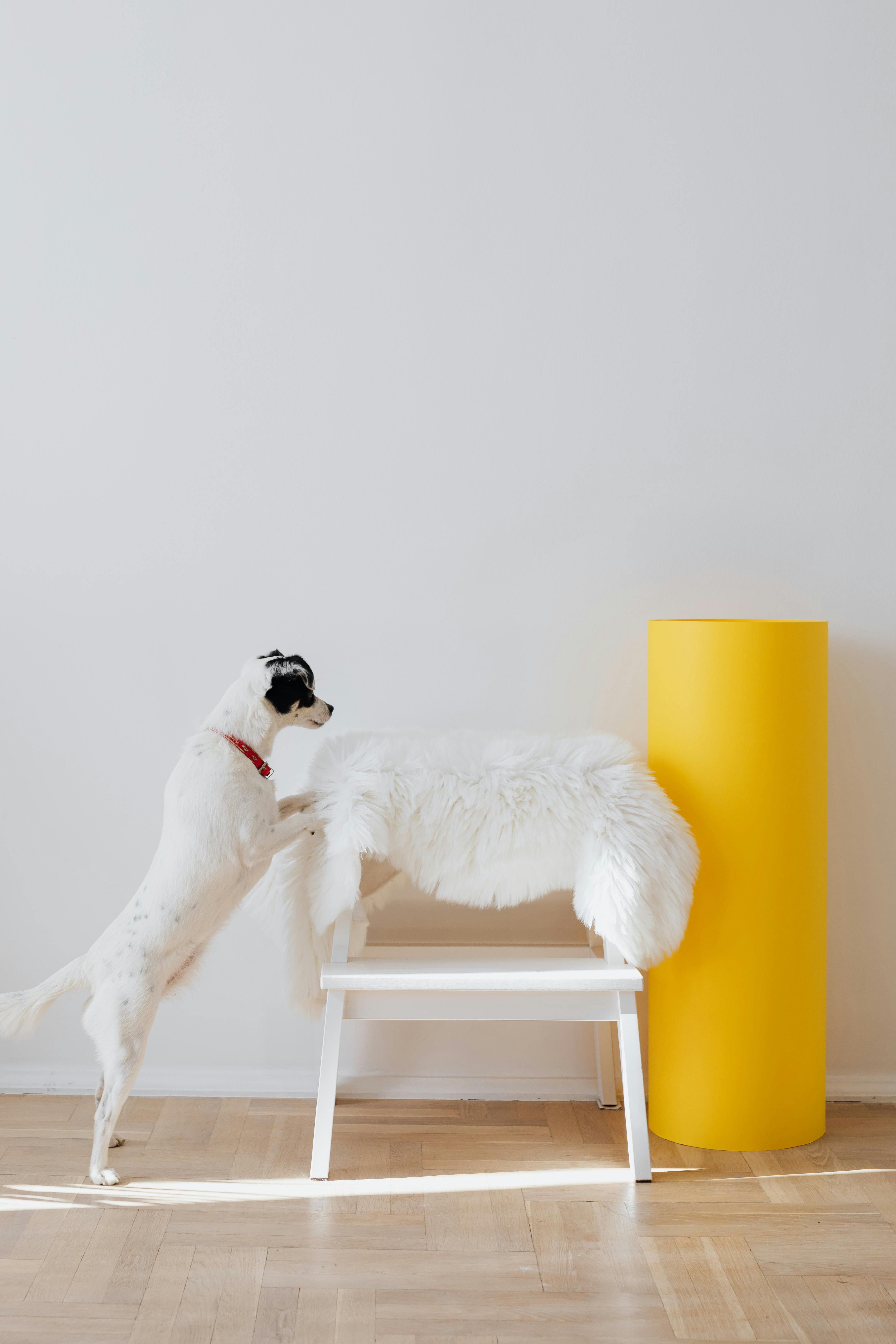 photo of dog leaning on chair