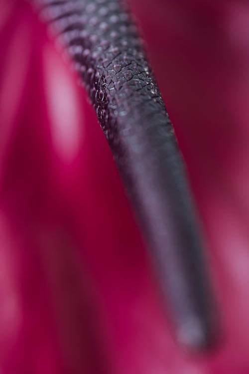 Soft focus macro spadix inside of fresh raspberry Anthurium andraeanum flower