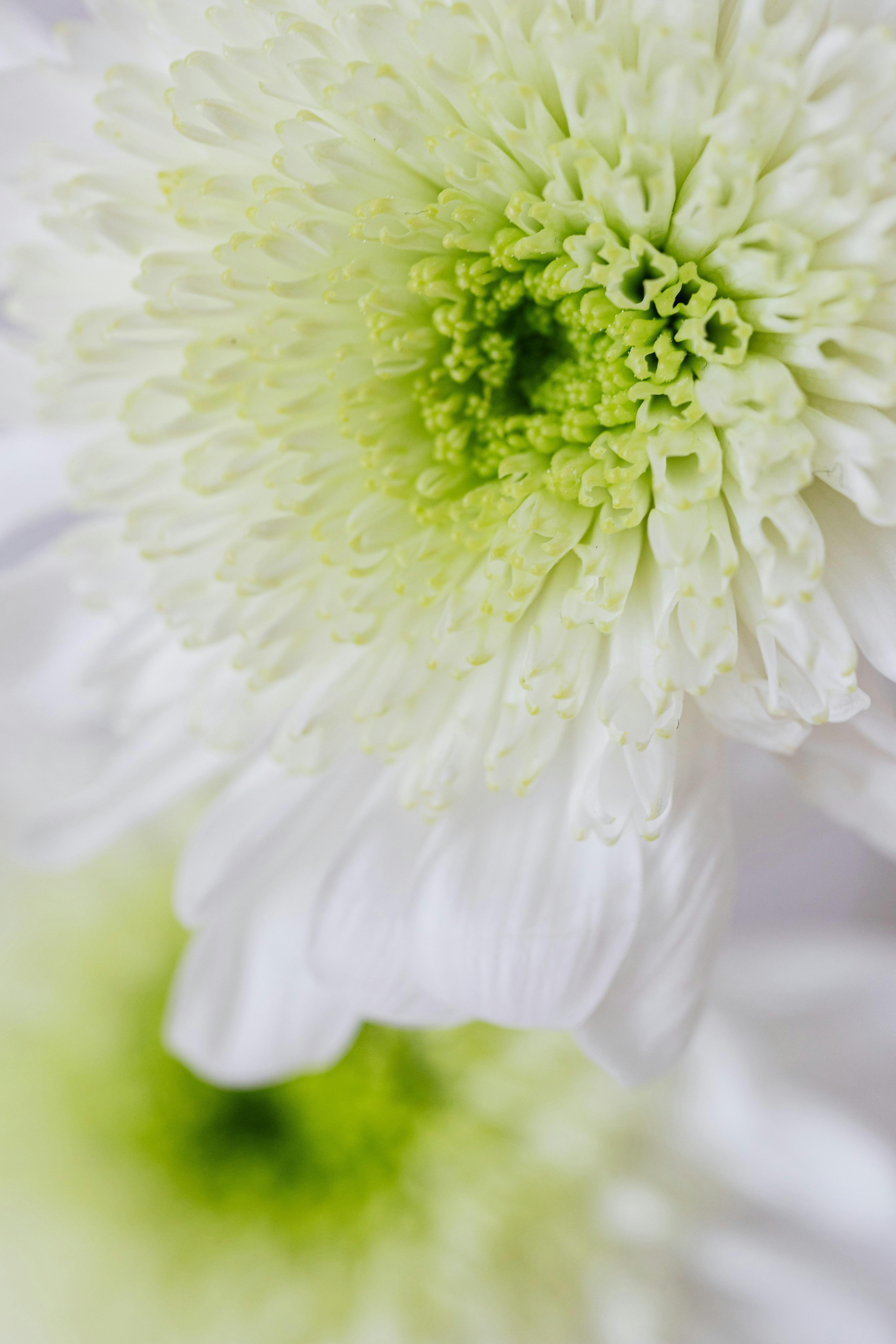 Macro of fresh flowers growing in garden · Free Stock Photo