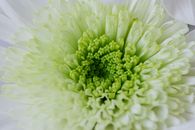 From above macro of white green flower placed in simple atmosphere