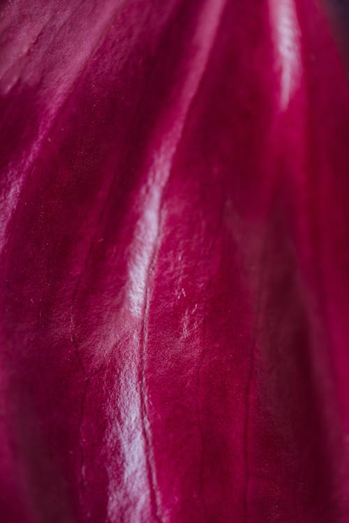 Background of closeup raspberry colored flower surface with delicate texture