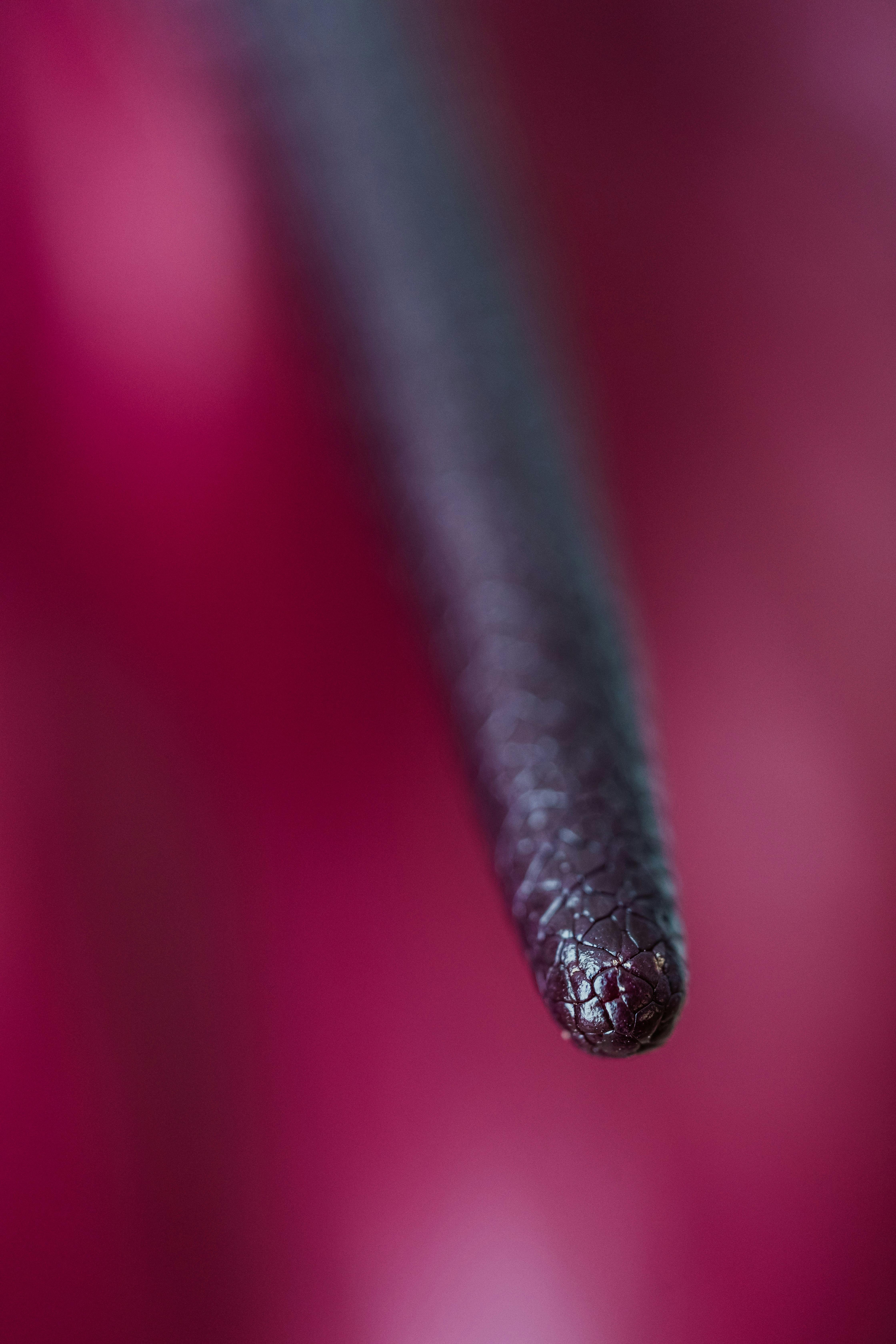 Dark spadix inside petal flamingo flower \u00b7 Free Stock Photo