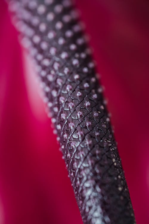 Macro of cone cob with rhomb shaped flowers on purple background