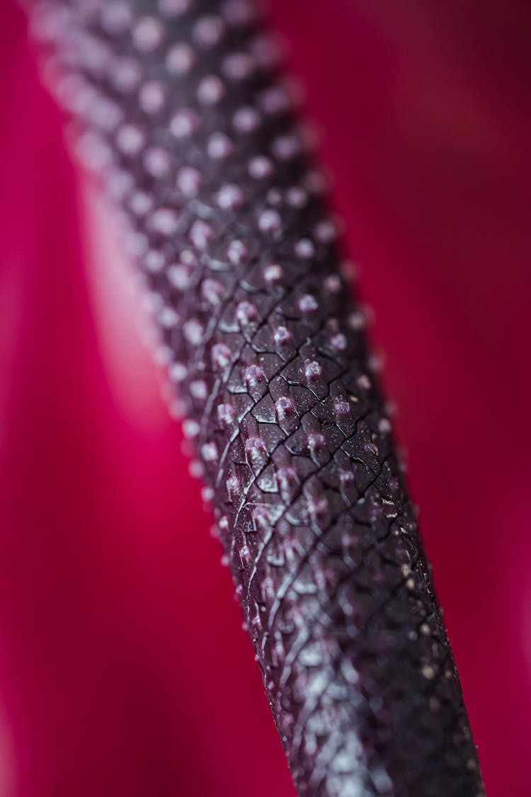 Cob Of Anthurium Purple Flower