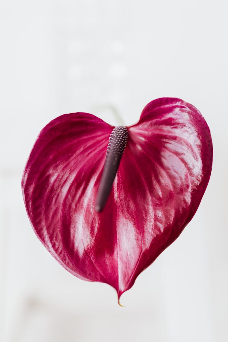 Purple Flower And Cob Of Anthurium Plant