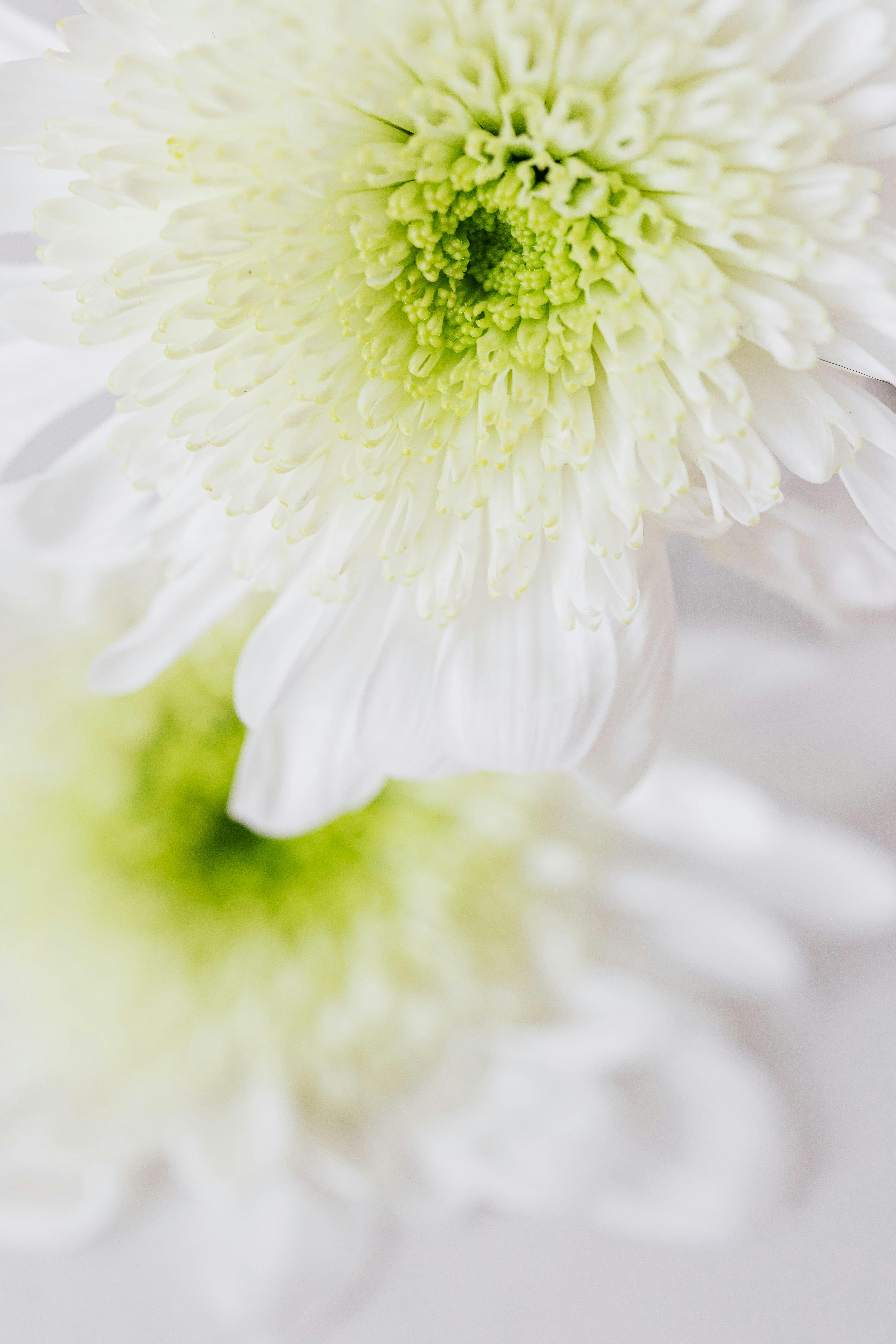 White chrysanthemums on white background · Free Stock Photo