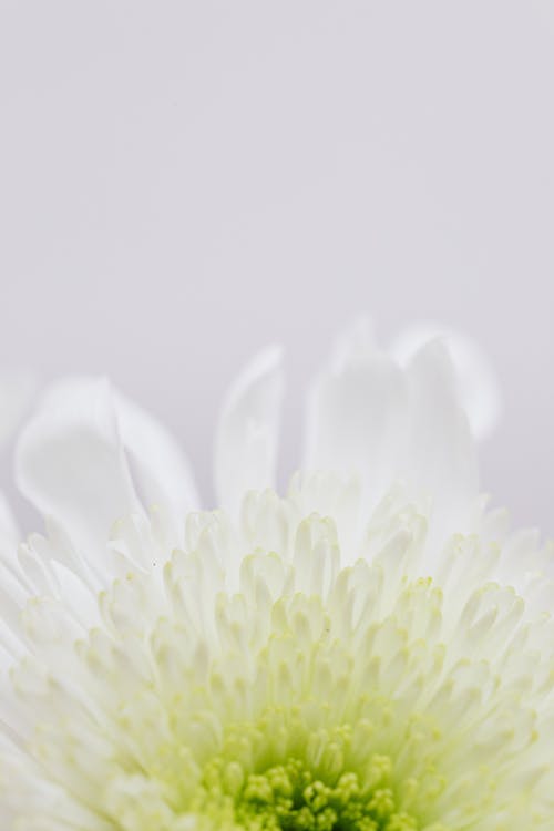 From above closeup of white petals in rows and green achene in center of Chrysanthemum flower on white background
