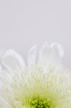 菊花中心是白色背景上绿色瘦果的特写，上方是白色花瓣