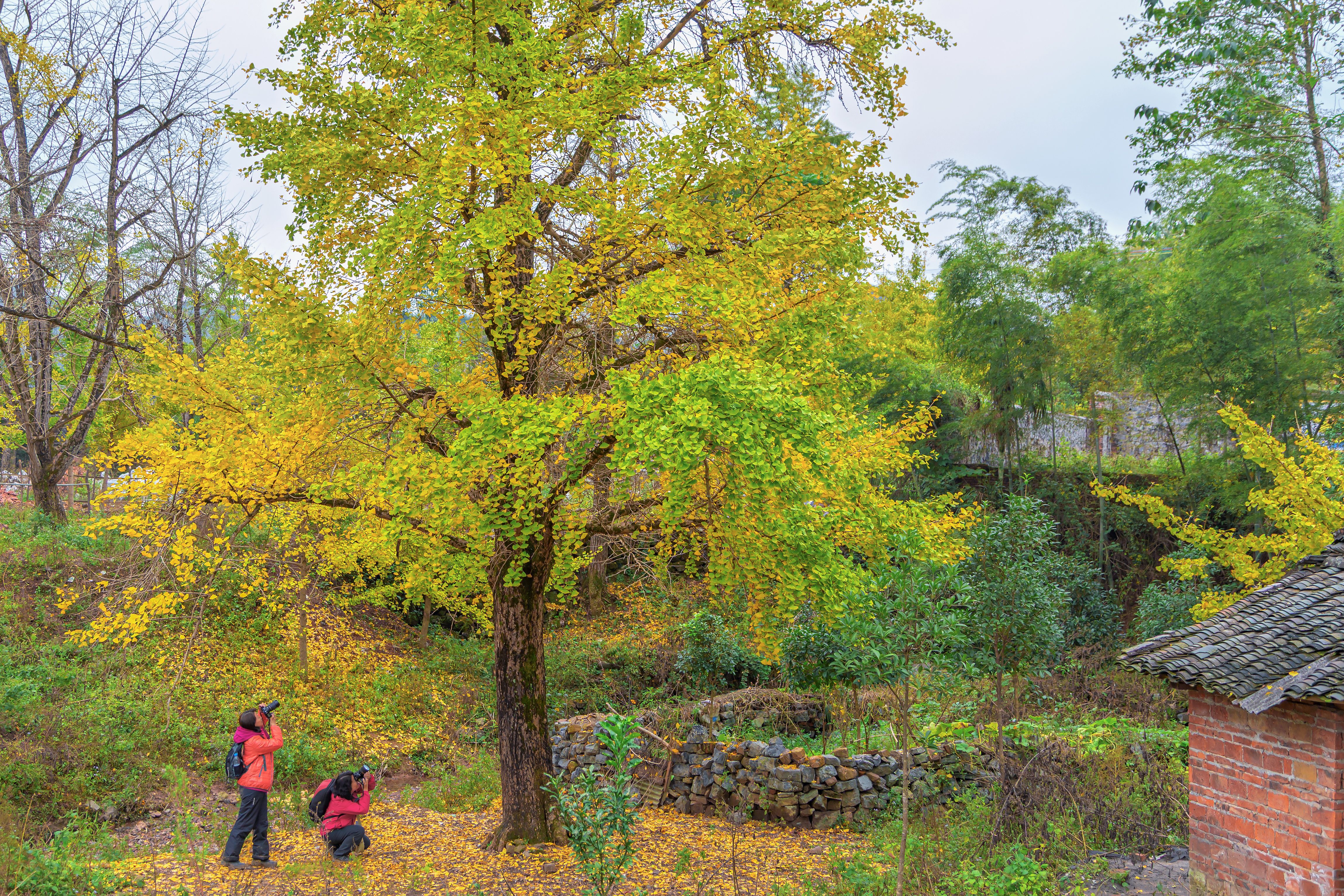 Autumn Photography in Guilin, China · Free Stock Photo