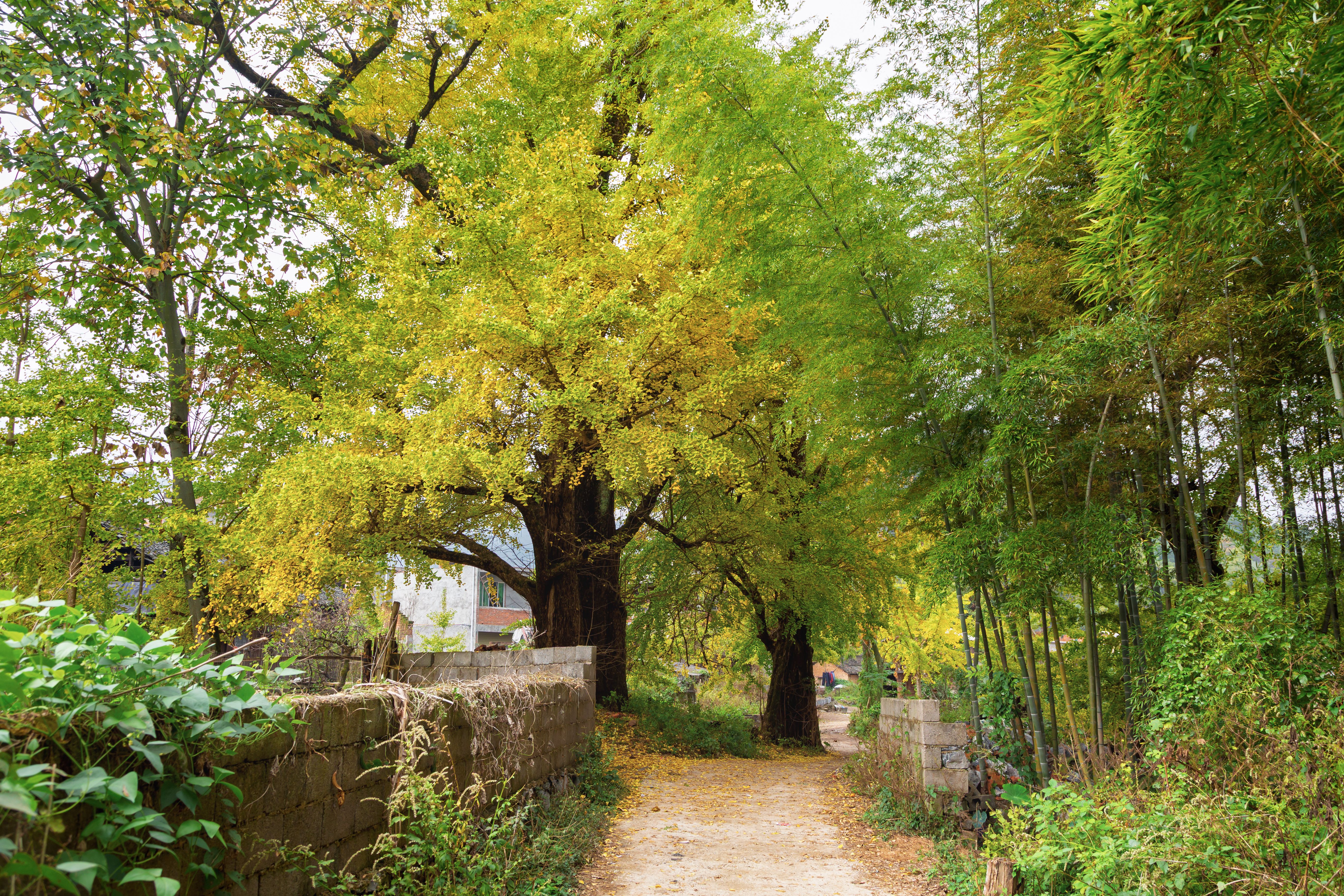 Enchanting countryside path in Guilin, China surrounded by vibrant autumn trees.
