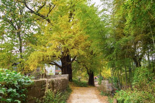 Enchanting countryside path in Guilin, China surrounded by vibrant autumn trees.