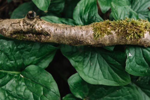 Tree branch with green leaves on background