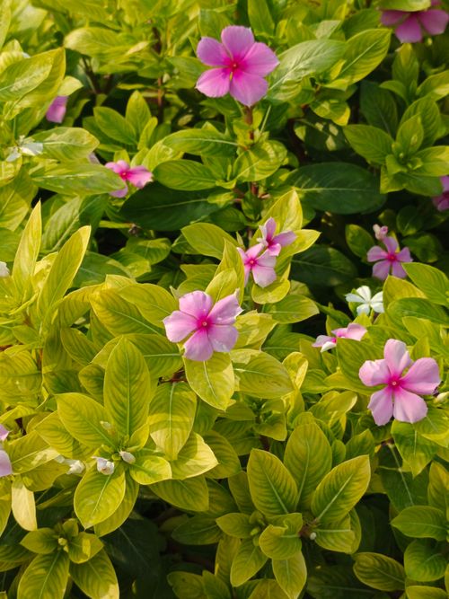 Free Bright pink Catharanthus flowers in lush green foliage, capturing nature's vivid essence. Stock Photo