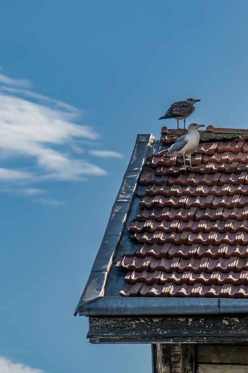 Free Two seagulls rest on a weathered tiled roof under a clear blue sky. Stock Photo