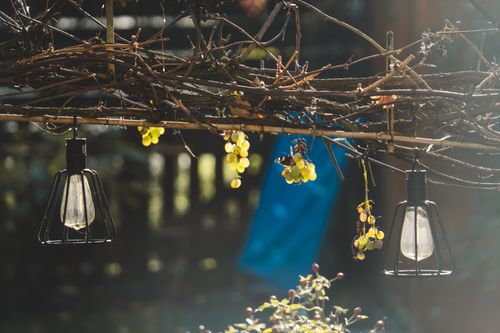 Free Rustic outdoor decor with hanging lights and grapevines in a sunny garden setting. Stock Photo