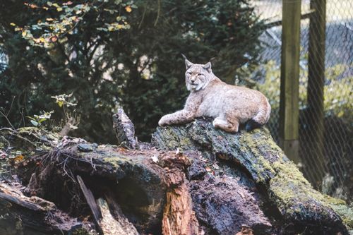 Free Eurasian lynx resting on a mossy log surrounded by dense foliage in a serene forest setting. Stock Photo