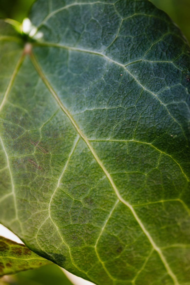 Abstract Background Of Texture Green Leaf