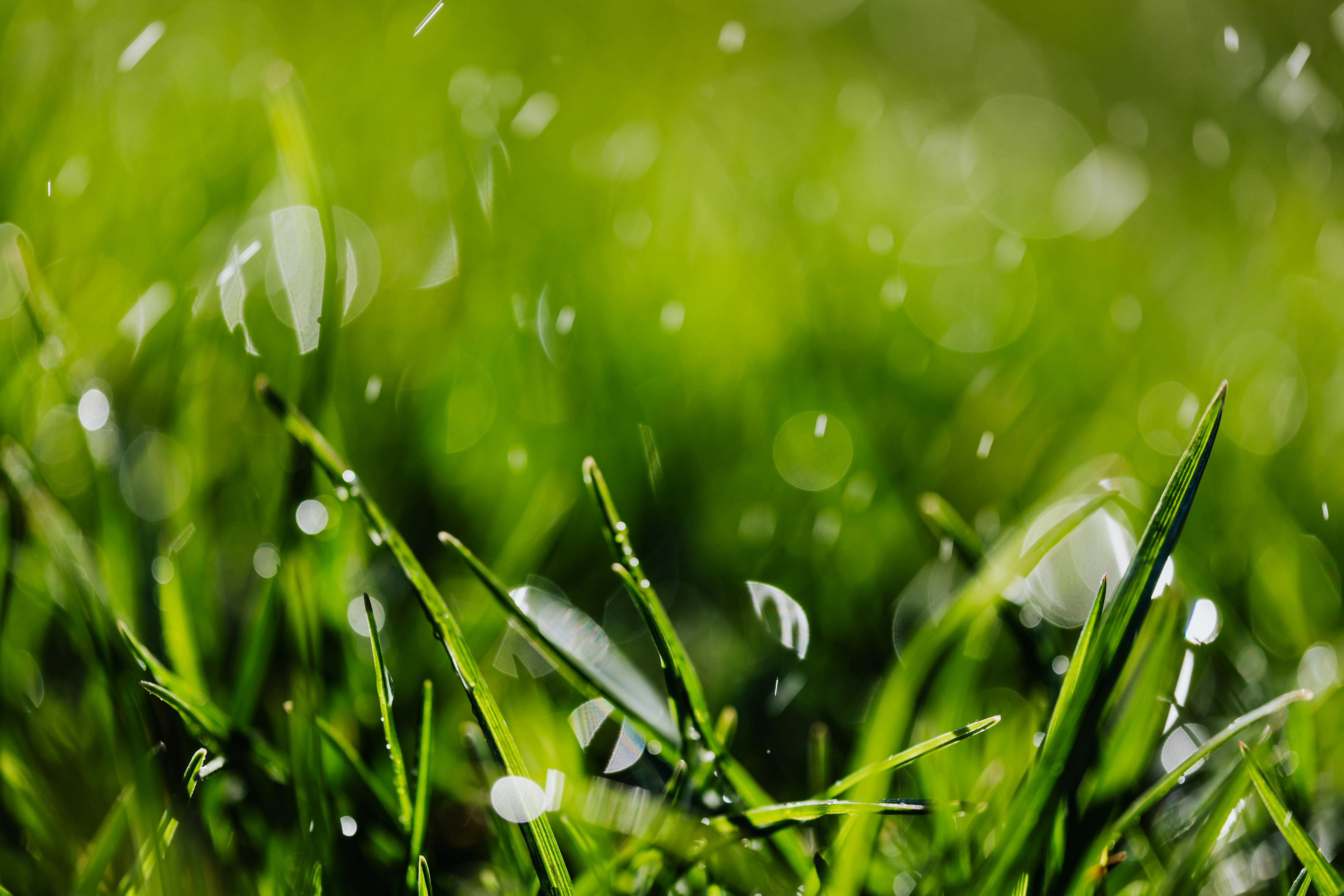 Bright green grass growing on ground · Free Stock Photo
