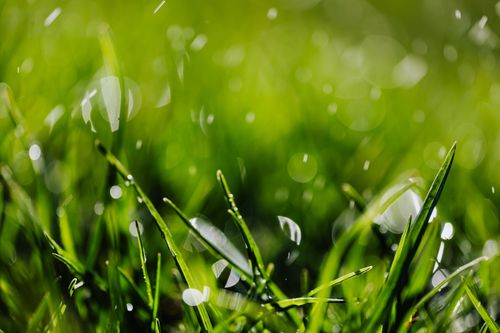 Free Abstract green background with lush fresh green grass with drops of water Stock Photo