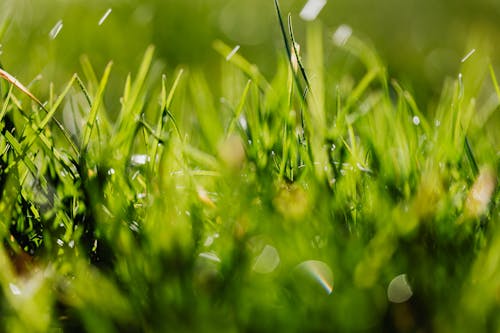 Bright green grass growing on ground