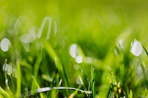 Closeup of wet grass tuft through green blades in field