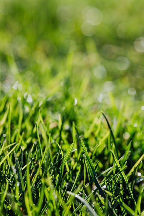 Green bunches on lawn