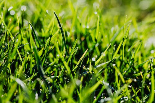 Free Green grass on lawn Stock Photo