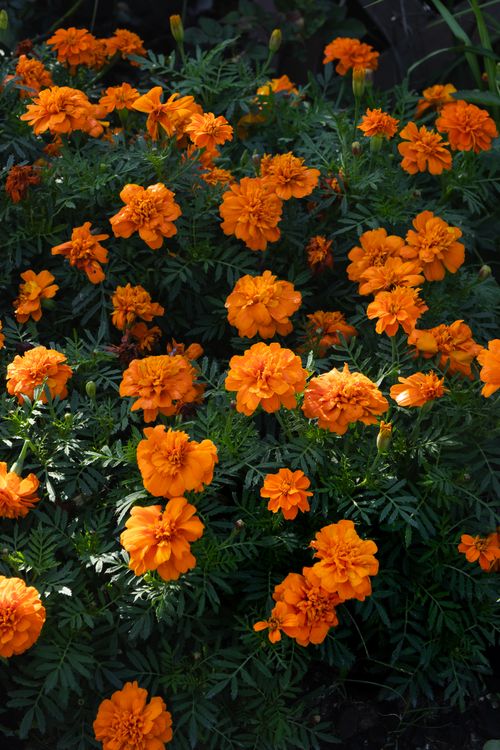 Free Bright orange marigold flowers in full bloom in a lush garden setting. Stock Photo