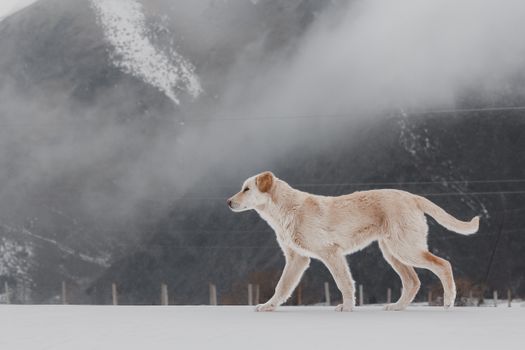 一只金毛犬走在白雪皑皑、雾气弥漫的山峦景色前。 - 相关推荐