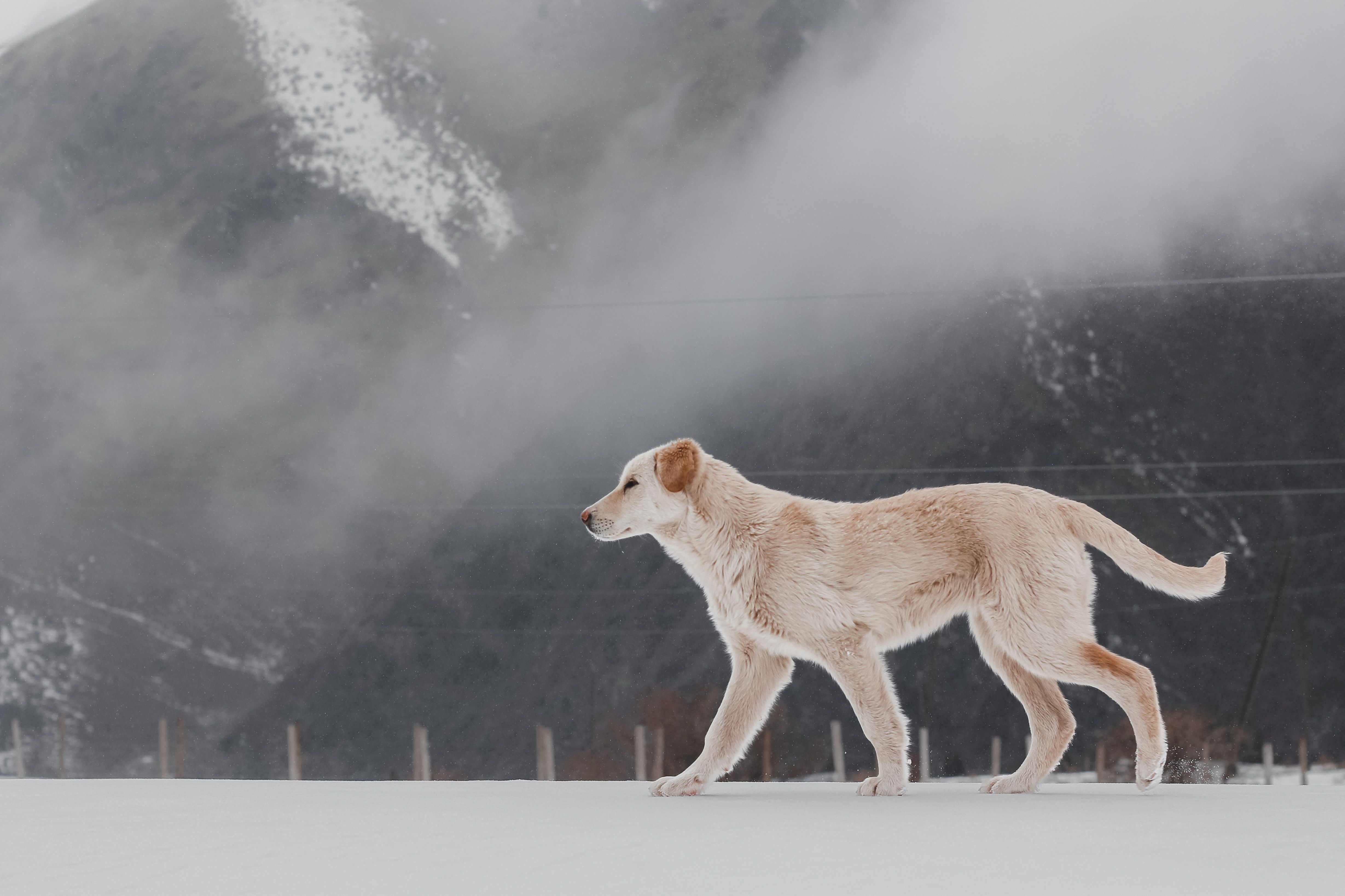 Golden Retriever in Snowy Mountain Landscape · Free Stock Photo