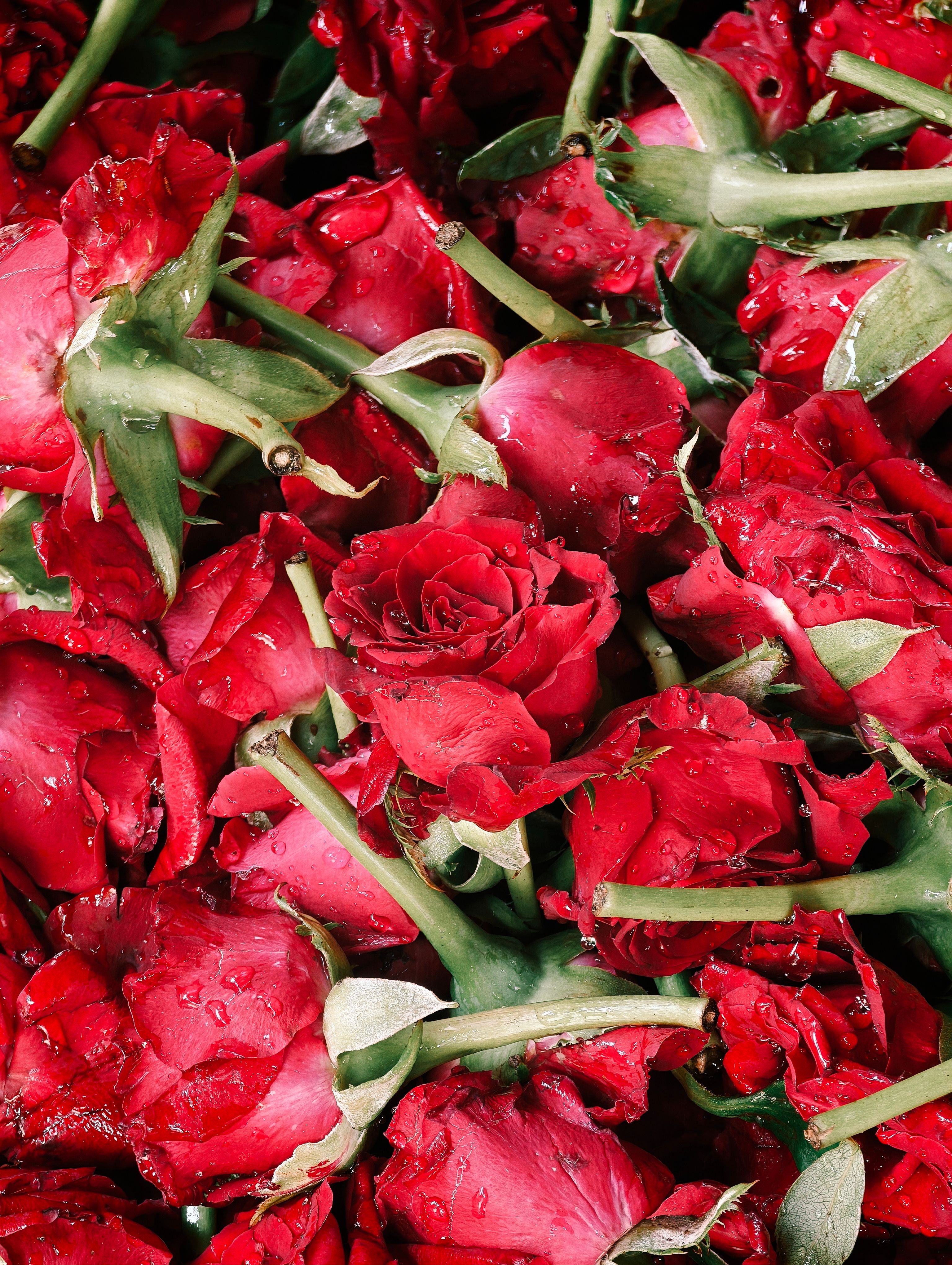 Vibrant Red Roses with Dew Drops · Free Stock Photo