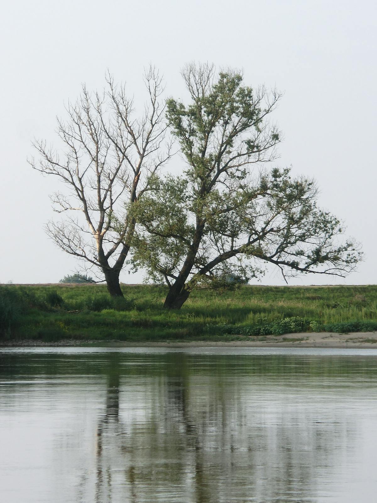 Two glasses of creamy green smoothie garnished with seeds and herbs on a wooden board