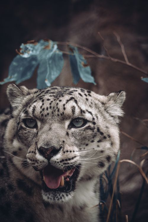 Free Close-up of a snow leopard showcasing its striking features in the wild. Stock Photo