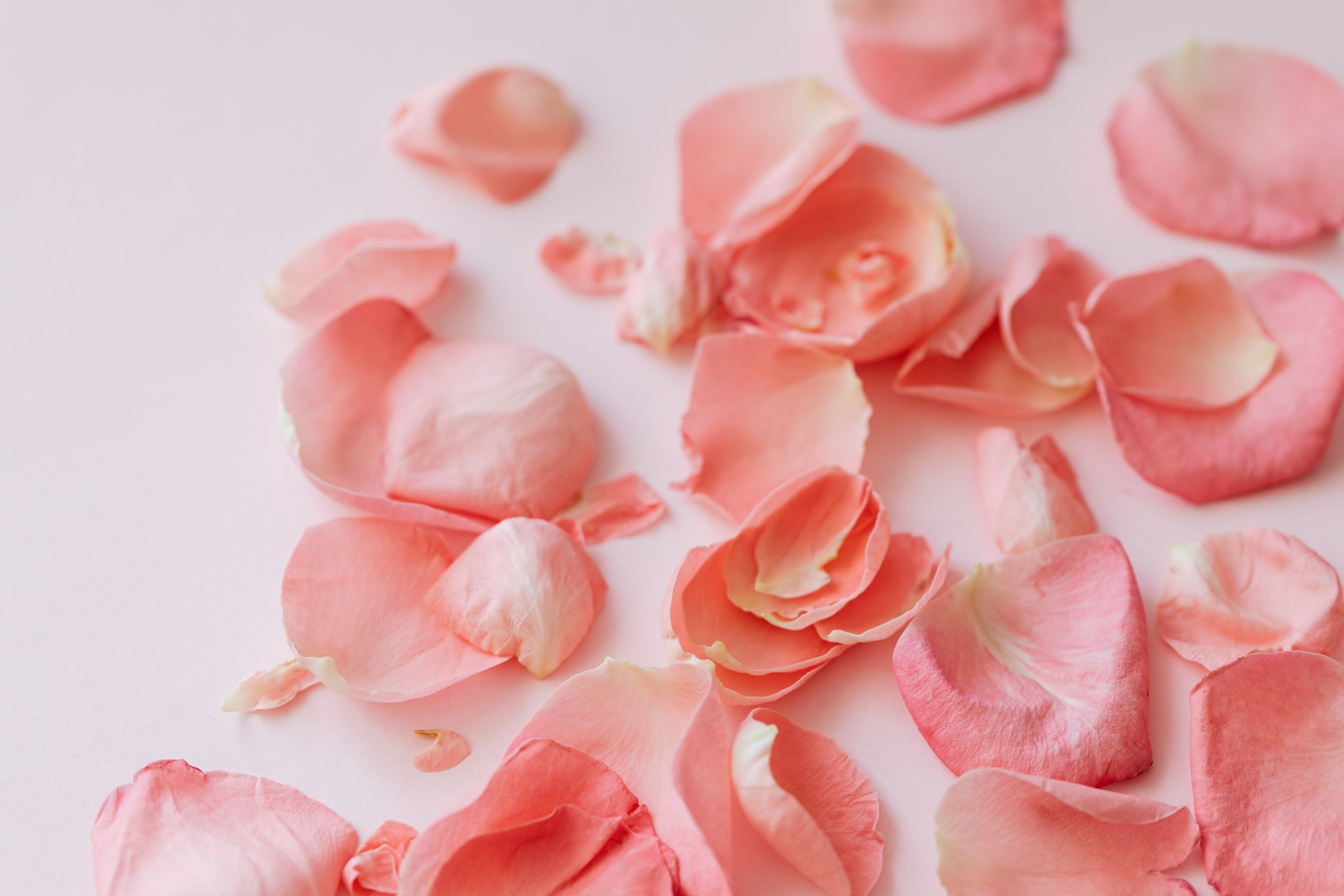 Scattered rose petals on table · Free Stock Photo
