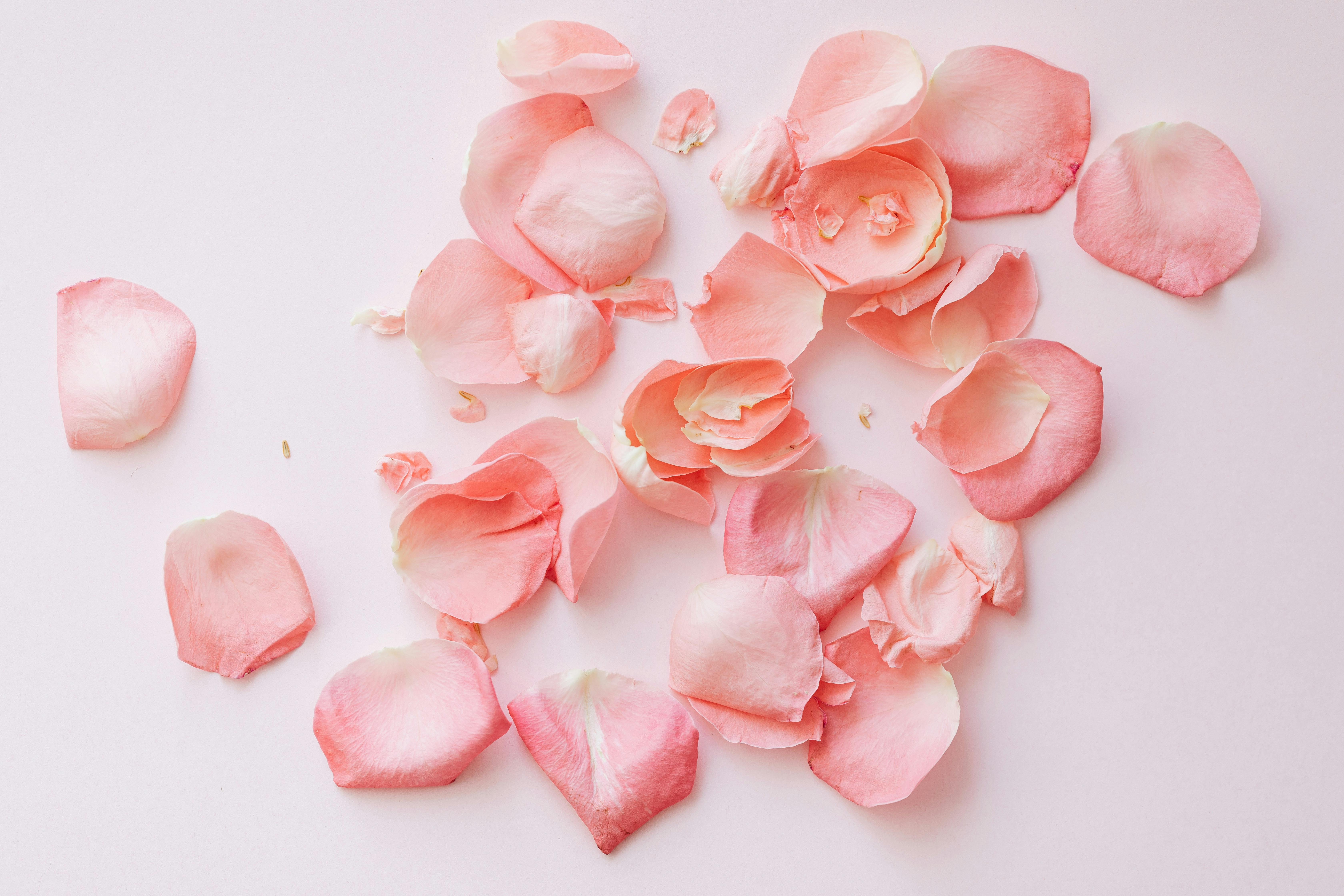 Rose Petals Light Pink - White