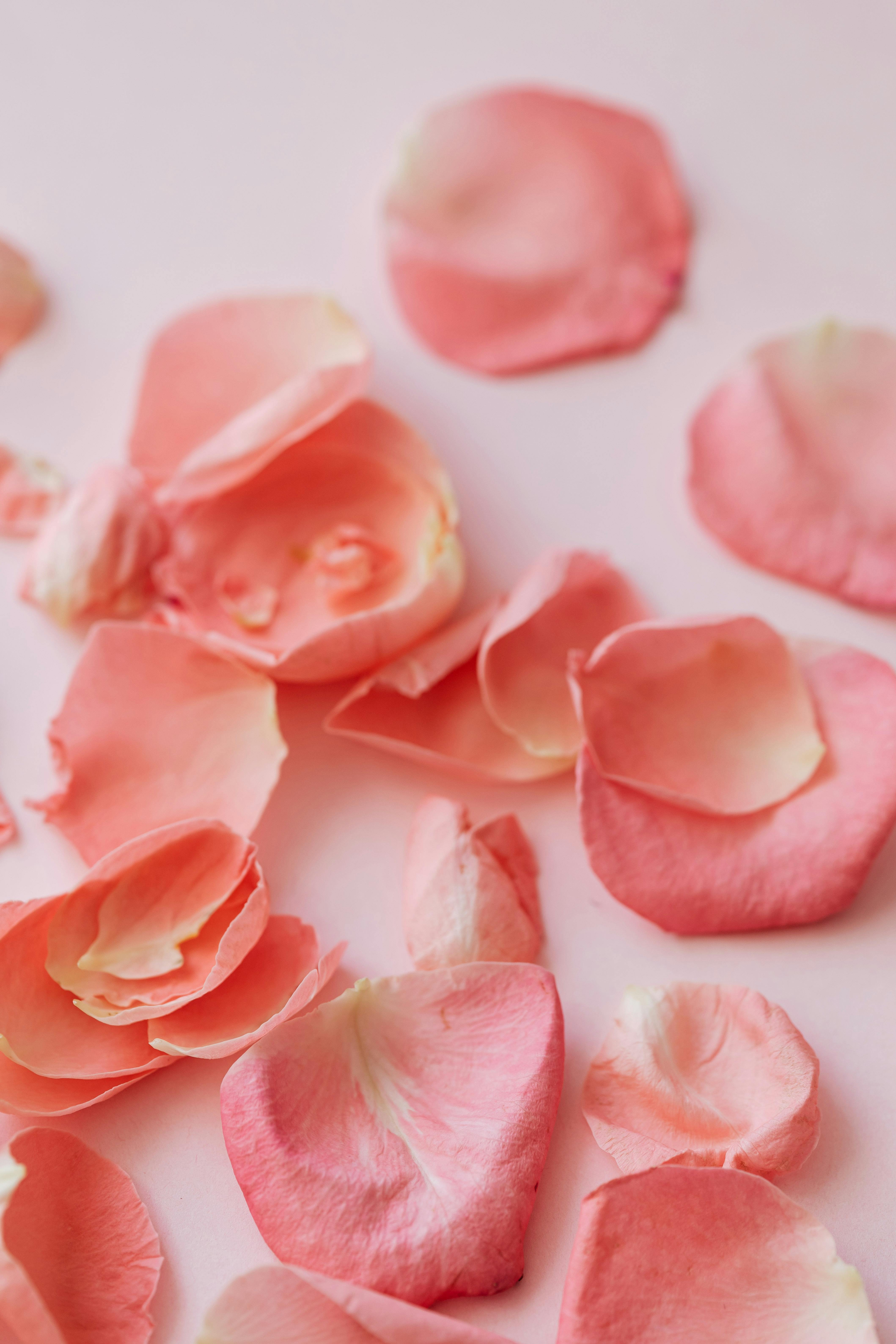 Scattered Petals Of Rose · Free Stock Photo