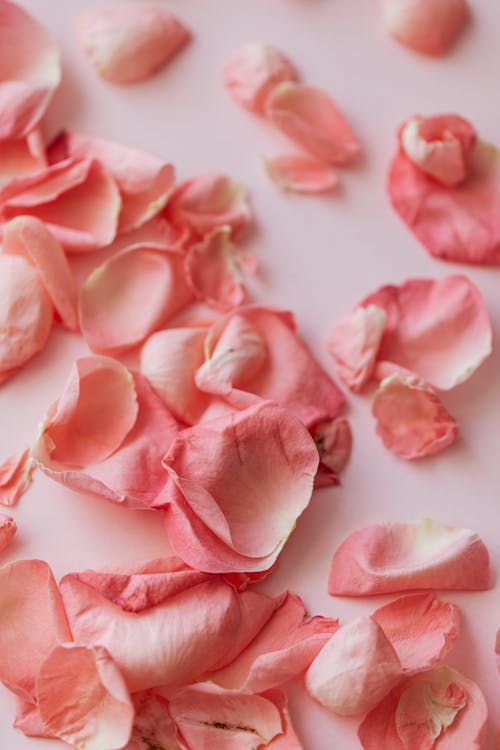 From above of vivid pink petals of dried roses randomly arranged on pink table