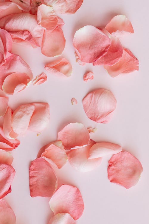 Delicate petals of roses on pink table