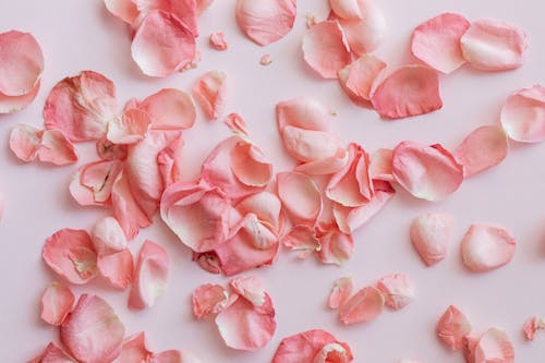 Top view composition of withered petals of pink roses on pink surface